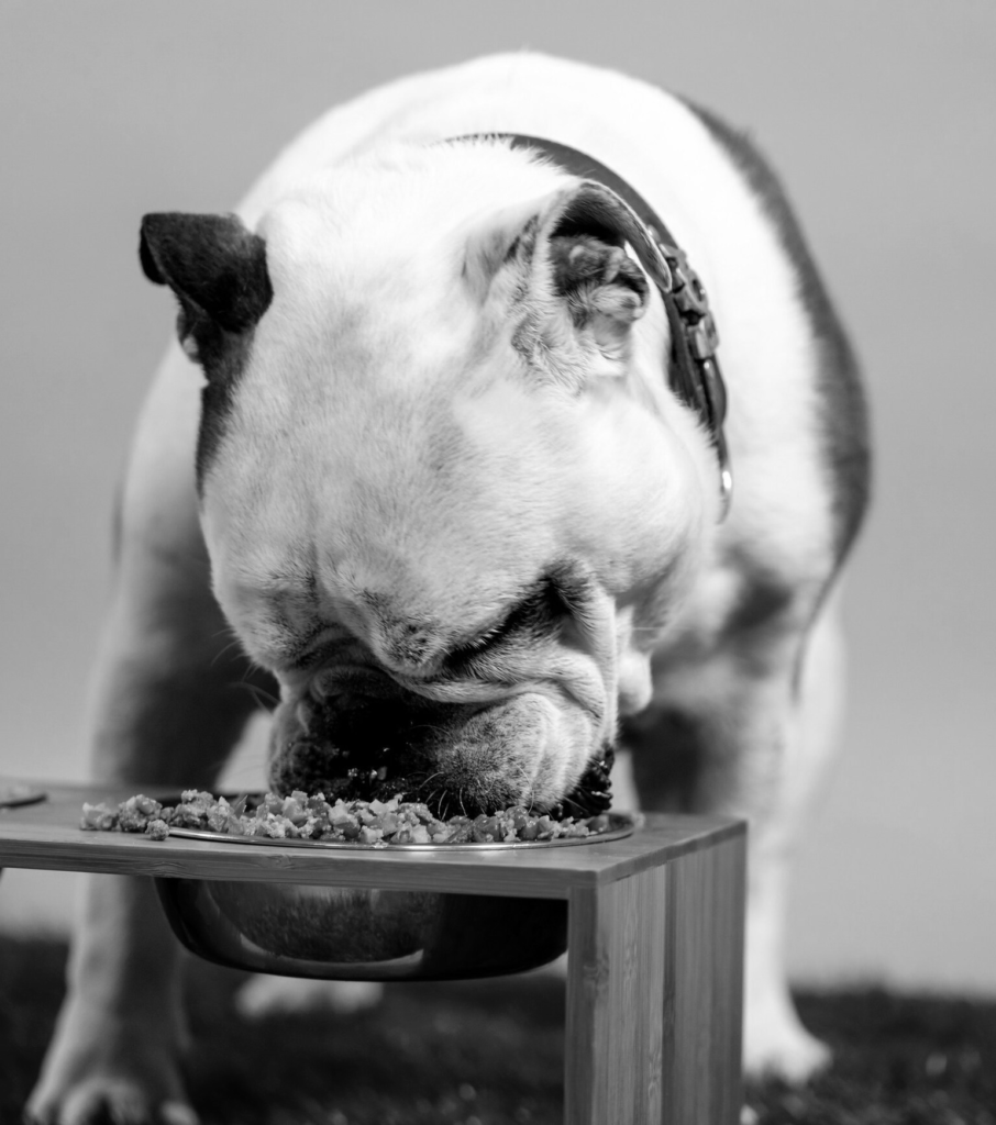 Pet Food